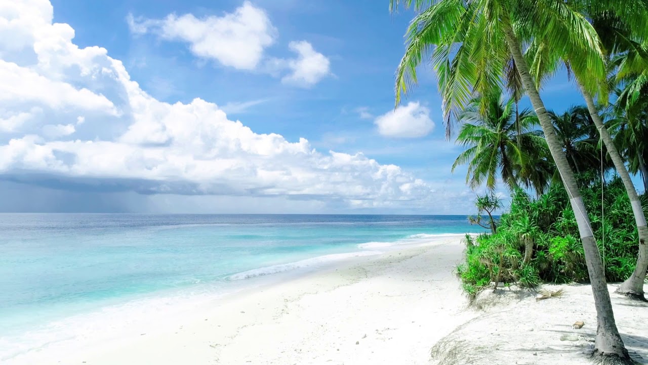 White sand beach and palm trees - No Copyright Video 4K Ultra HD Stock Videos