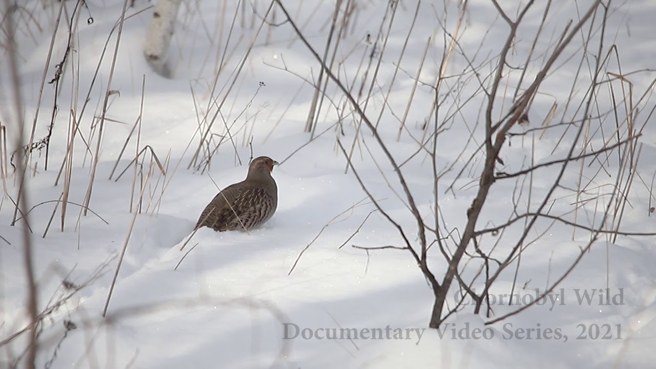 Grey Partridge (Perdix perdix) in Chornobyl Exclusion Zone. February 2021.