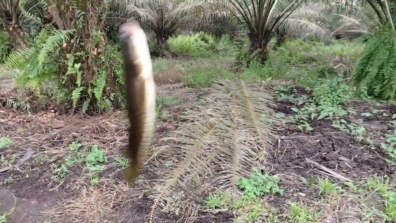 Kegiatan hari ini mancing cesting ikan gabus 