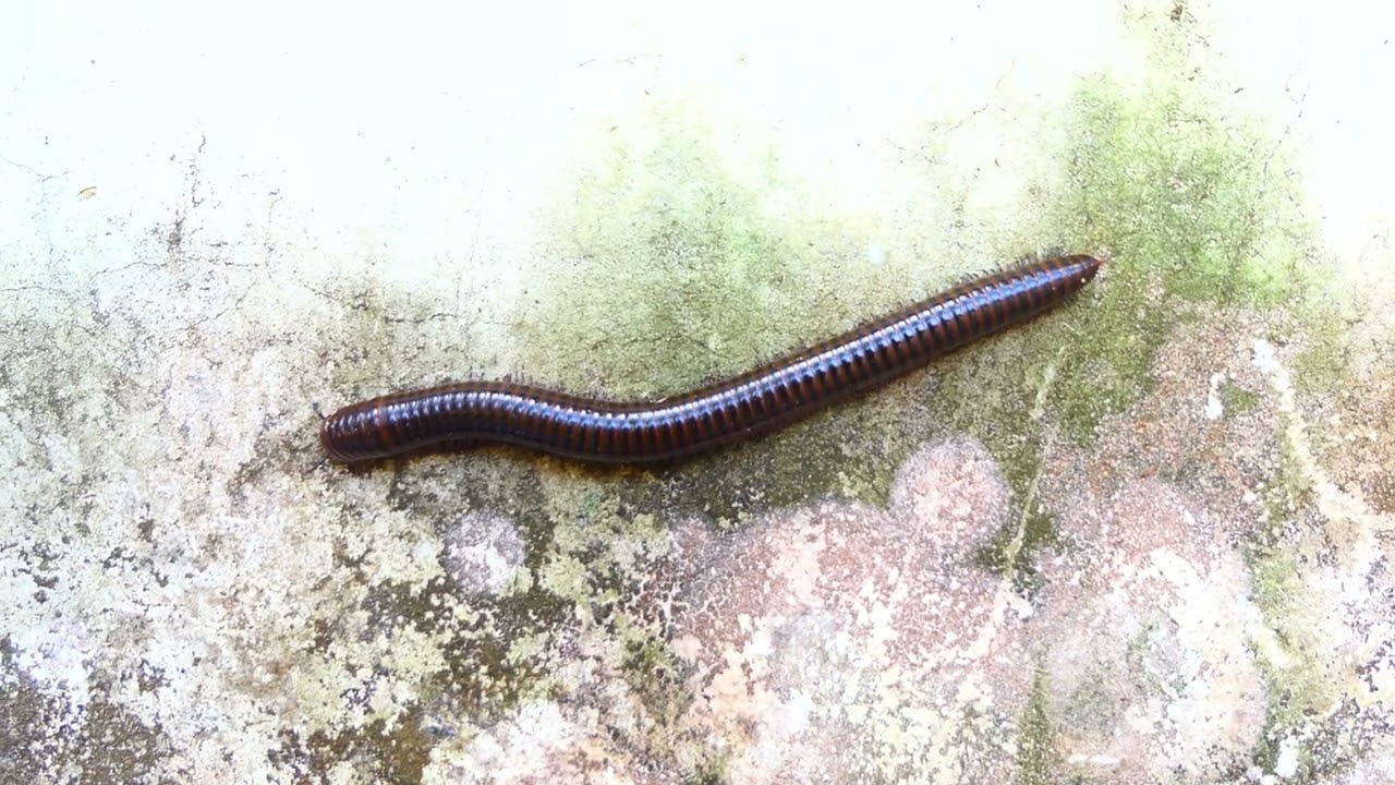 There are many strange animals in this forest. Millipede