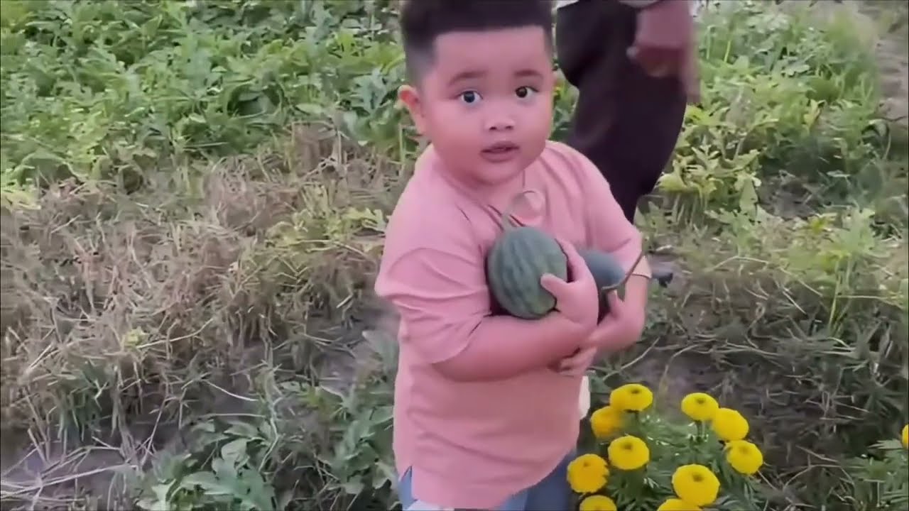 Chủ tịch cu Phin đi thăm vườn, kiểm tra chất lượng cây để mẹ Quỳnh Quỳnh chuẩn bị bán tết