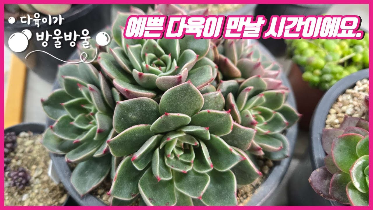 260314 토요일 라방~라방~ 예쁜 다육이 만날 시간이에요~ 언니들~~💕💕  ☎️010-8835-7281