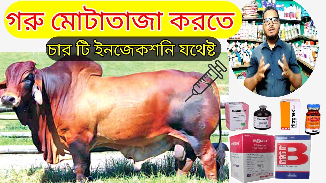যে চার টি ইনজেকশন আপনার গরুকে মোটাতাজা করতে যথেষ্ট ইনজেকশন গুলোর নাম ও পরিচয় জানুন। mollahkrishitv