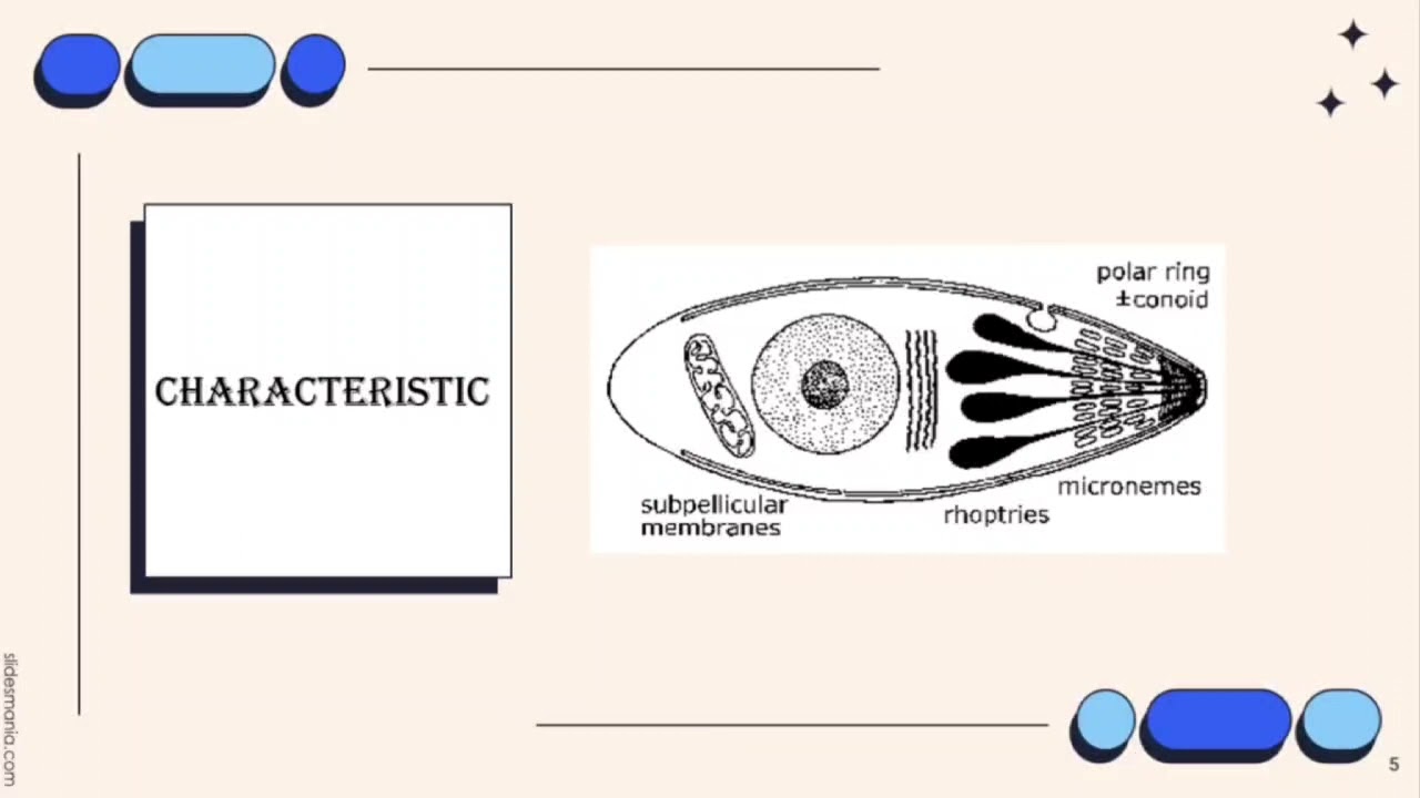 VET PARA 1 | Phylum Apicomplexa: Introduction | Chapter 12.0 (Student Output)