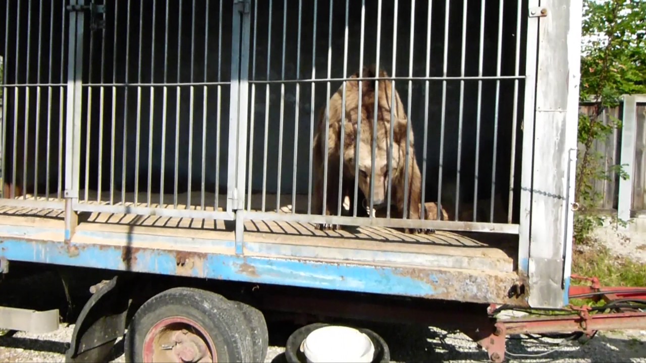 Der Albtraum ist Wirklichkeit. Wildtiere im deutschen Zirkus.