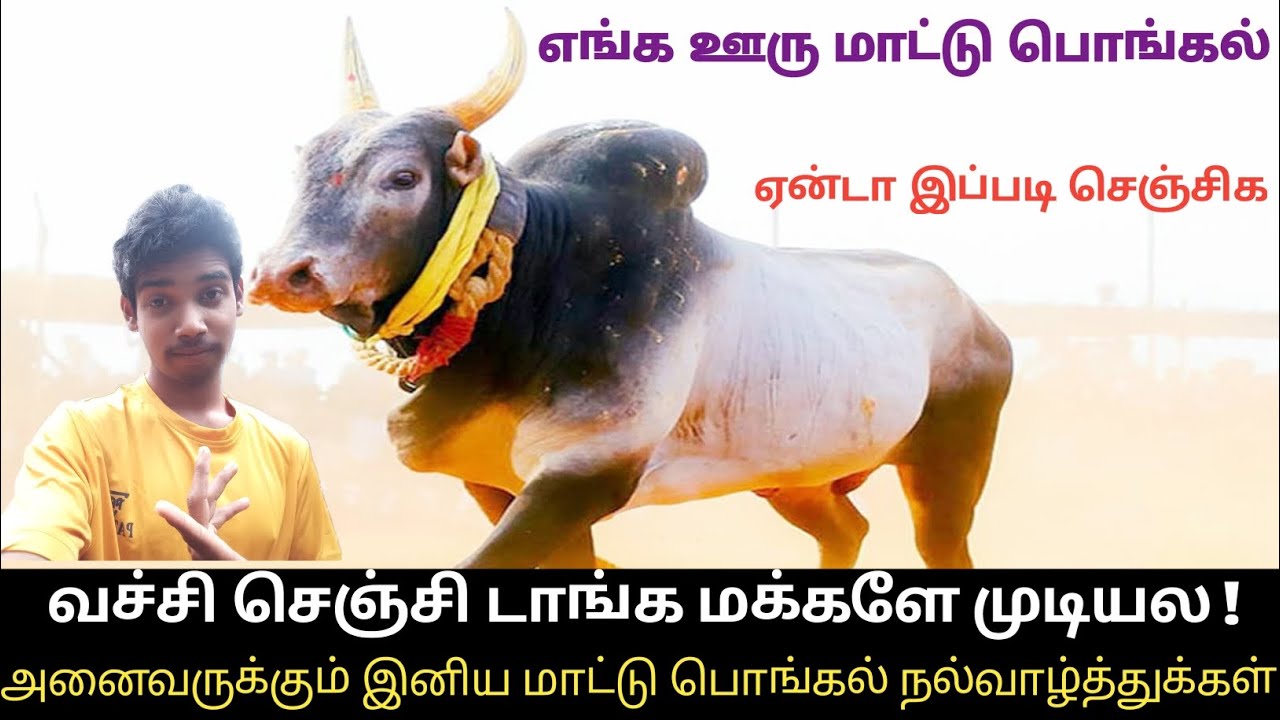 எங்க ஊரு மாட்டு பொங்கல் அனைவரும் வாருங்கள் மக்களே/ஏண்டா இப்படி செஞ்சிக 