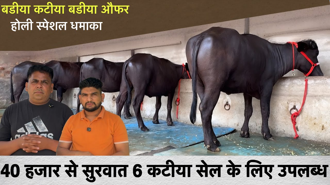 40 हजार से सुरवात 6 कटीया सेल के लिए उपलब्ध होली स्पेशल धमाका 💥 Shrma Dairy farm ✅