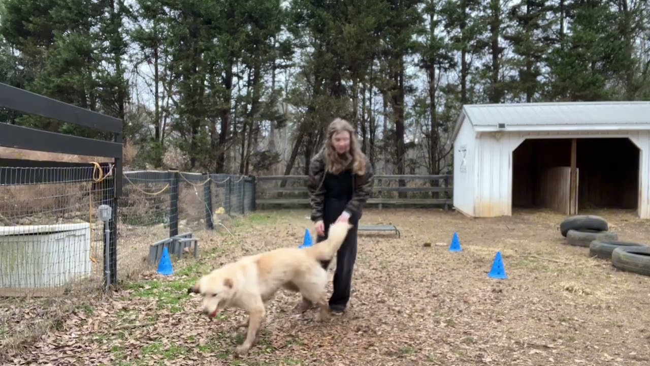 Milo: flexi recall, obedience, play (pt 2)