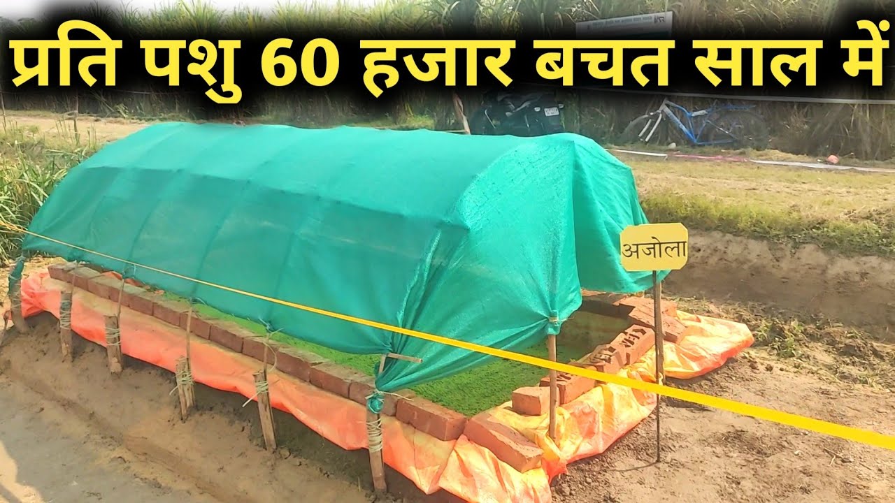 अजोला घास की पूरी जानकारी|Azolla/Ajola Grass cultivation farming in India|Hindi