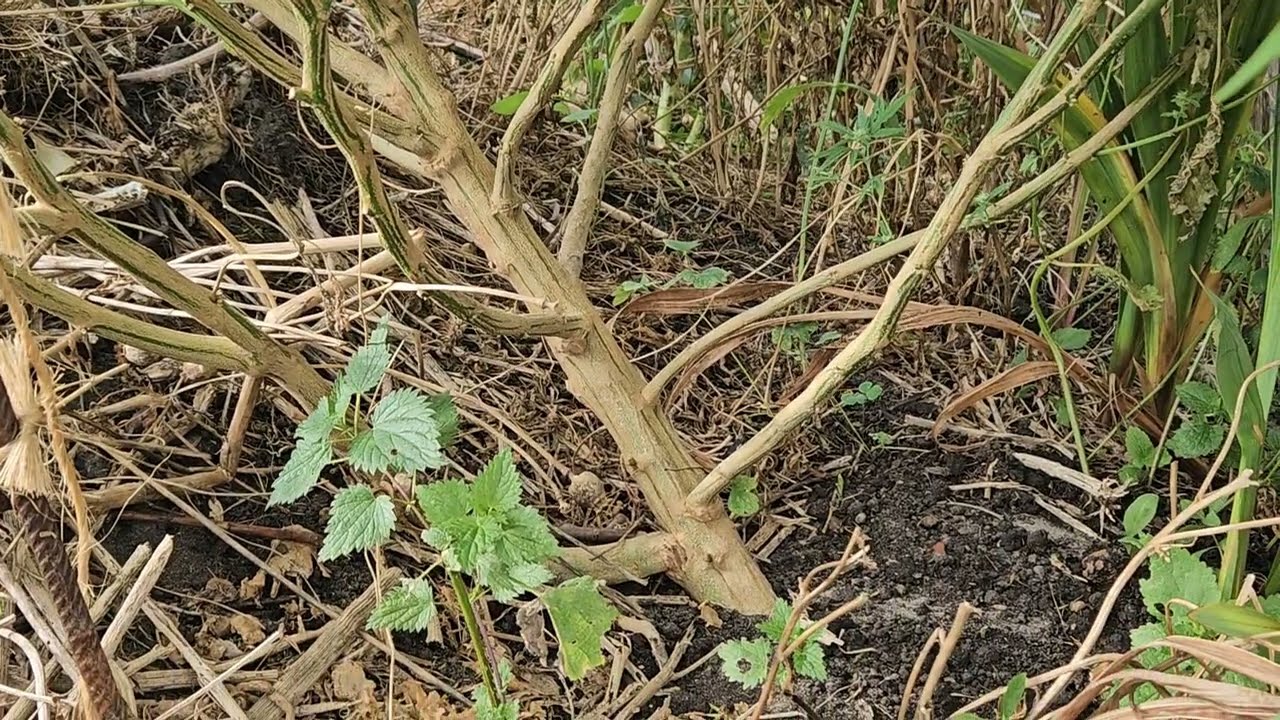 Frost Gefahr und Regen in Sicht?