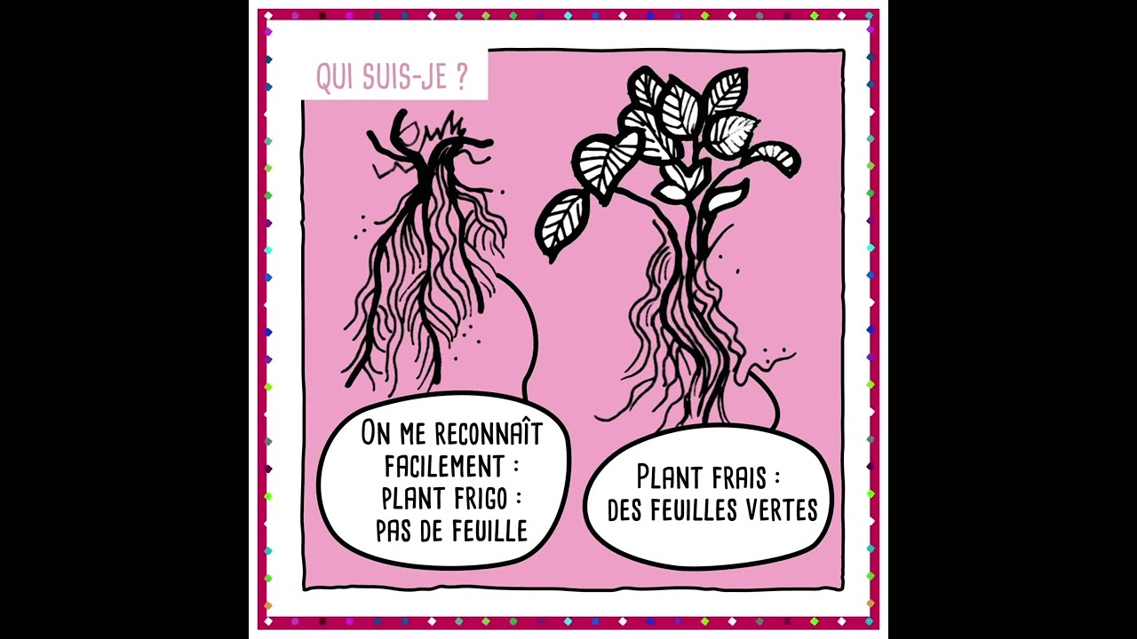 R&eacute;ception et plantations des fraisiers en racines nues de Fraisiers de France