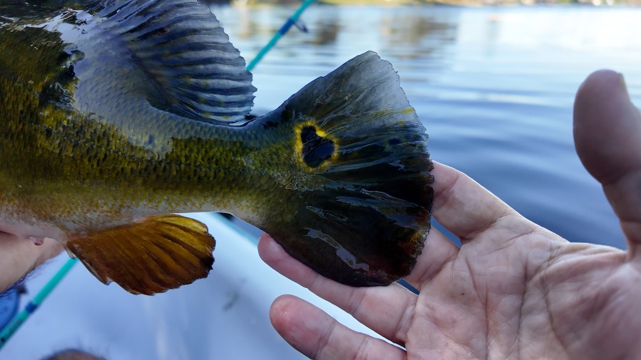 LiveBait makes a difference and saves the day.