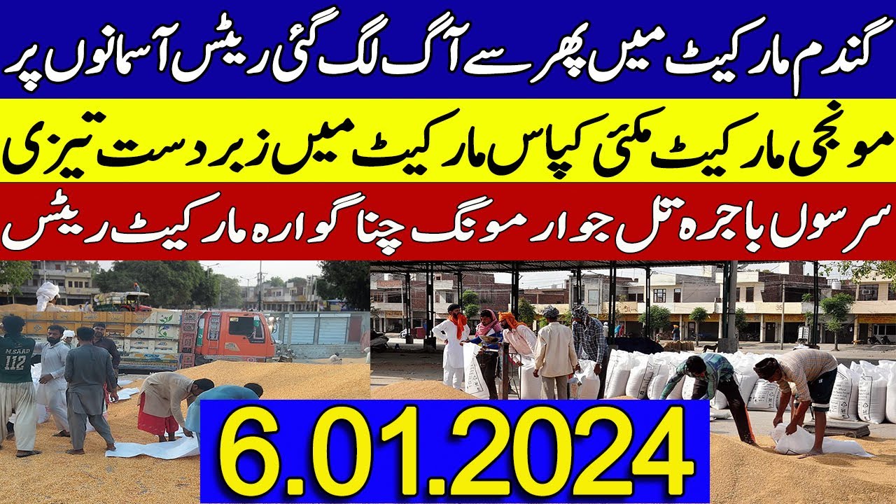 Munji rates 2025 /Gundam rate 2025 /Makki Till Cotton rates