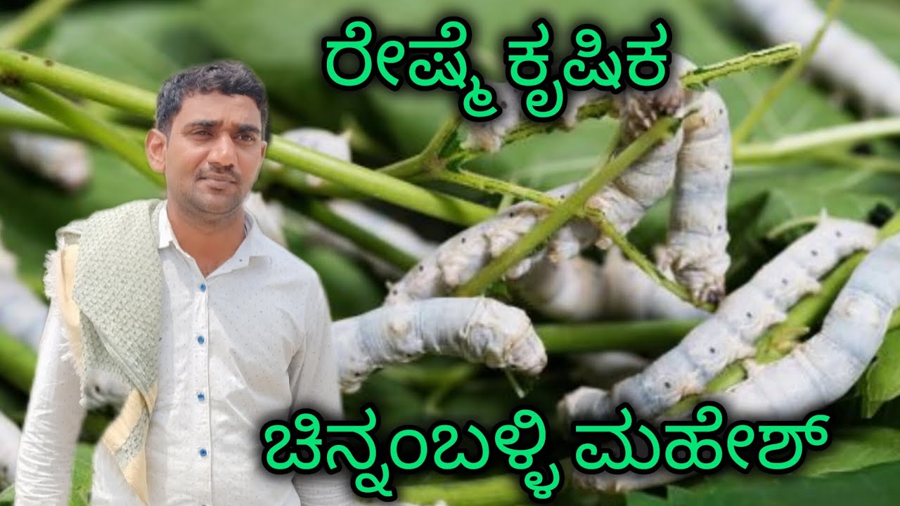 ರೈತನ ಕೈಹಿಡಿದ ರೇಶ್ಮೆ, ಮಹೇಶ್ ಅವರ ಸಮಗ್ರ ಕೃಷಿ 
