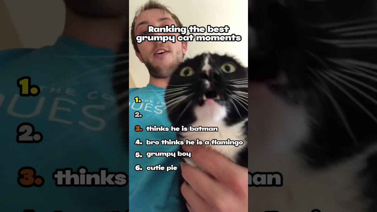 Ranking the best grumpy cat moments! 😾🐾