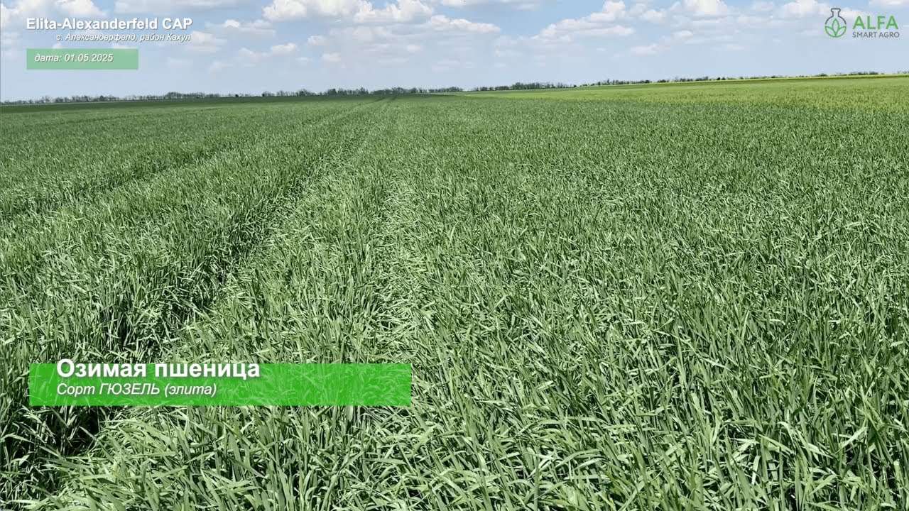 Этап 2: май, озимая пшеница на демоучастке ALFA Smart Agro в Elita-Alexanderfeld