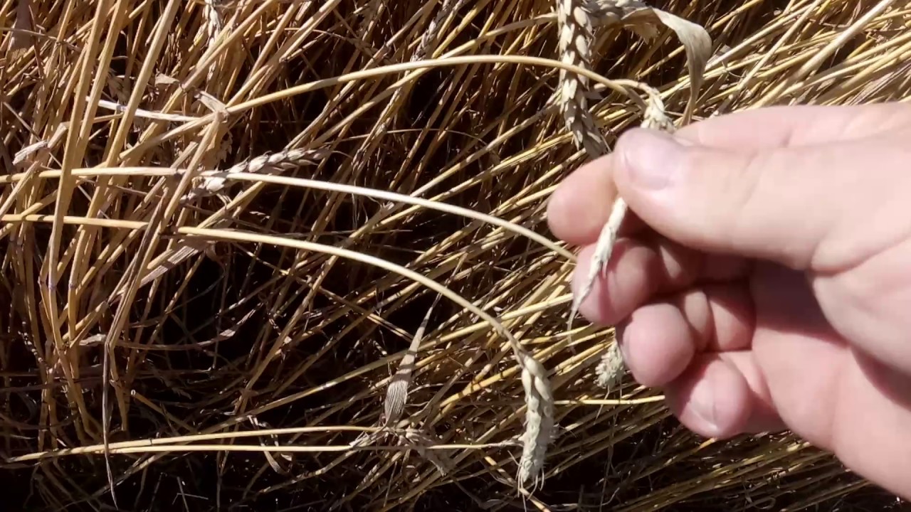 Уборка паровой пшеницы 17 июля 2017 г.