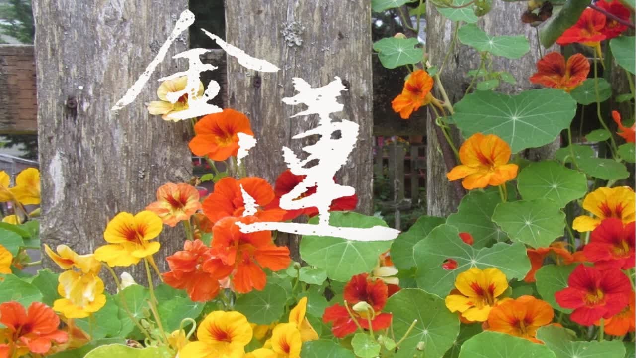 种100朵野花 12 吃干抹净花