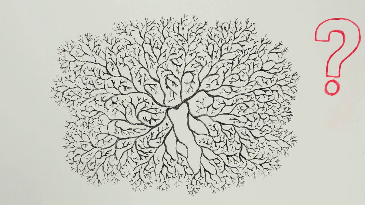 La diversité du plancton