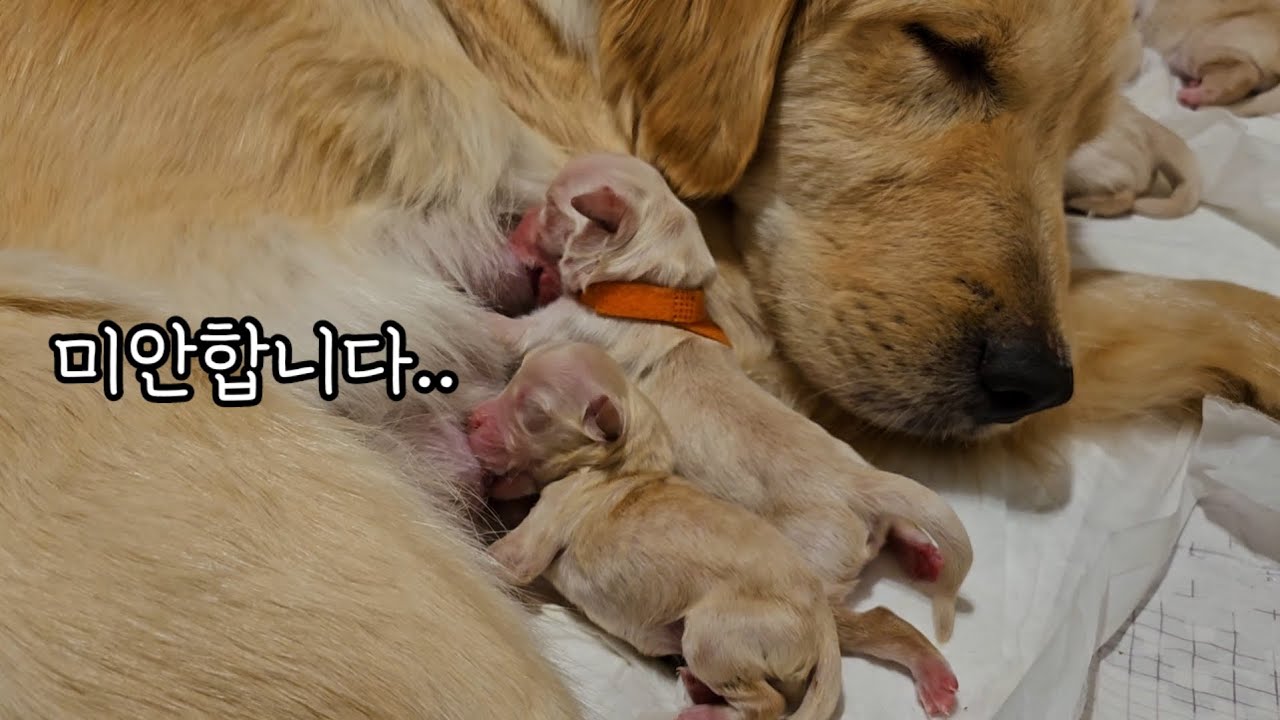멋지고 예쁜 골든리트리버 일룡이와 육룡이를 추억하며...