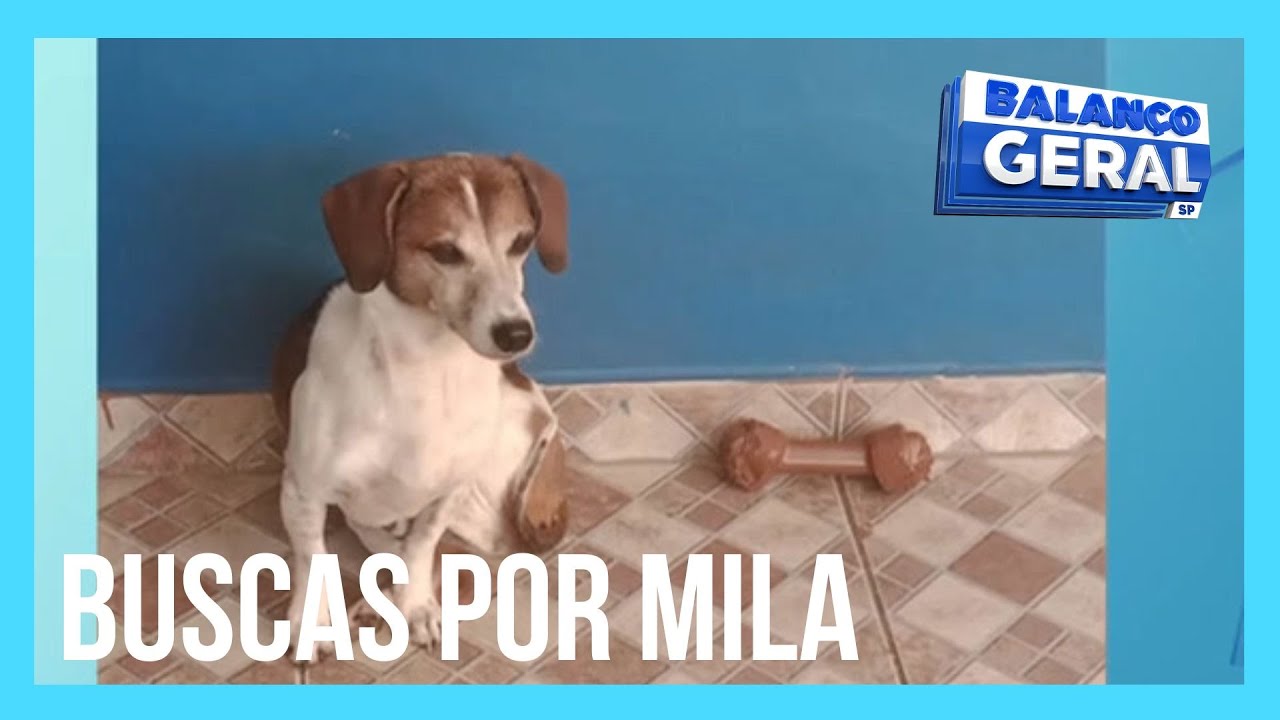 Cachorrinha desaparece após ser deixada em creche para animais na zona oeste de SP