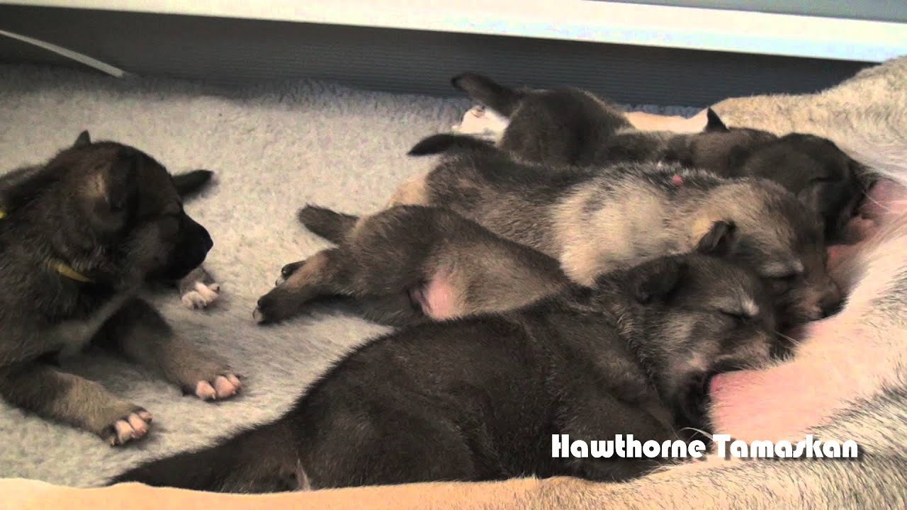 Pi Litter In The Whelping Box