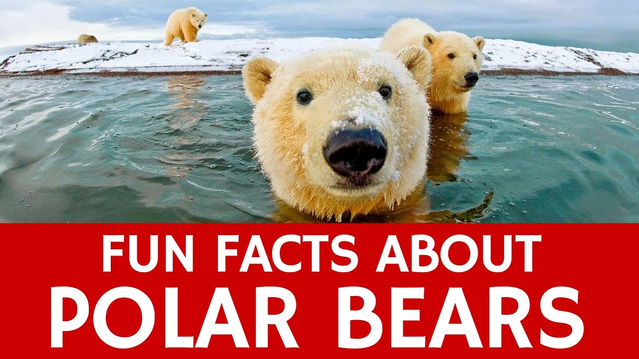 Interesting Facts about Polar Bears – Educational Video for School Learning