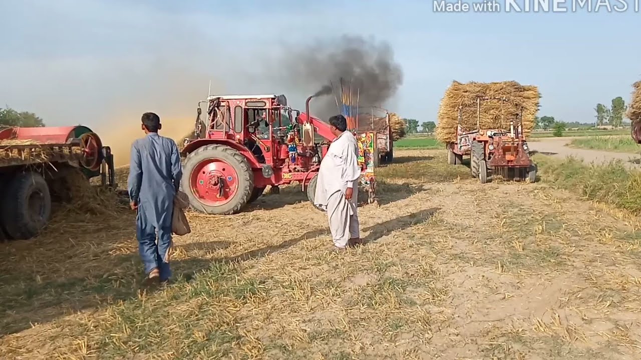 Tractor Stunt Belarus 510 Tractor Working In Wheat Thresher | zamindar show