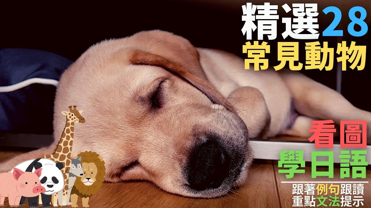 常見動物你會幾個? | 看圖學日語 日文例句+ 基礎文法提示 | Ep.158