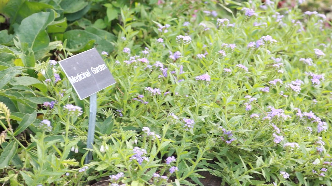 Around the Gardens: Discover the BBG's Herb Terrace