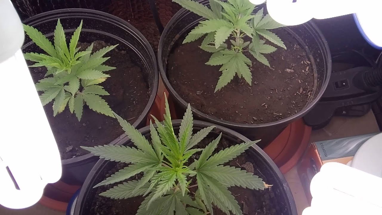First Indoor Grow CFL - Month
