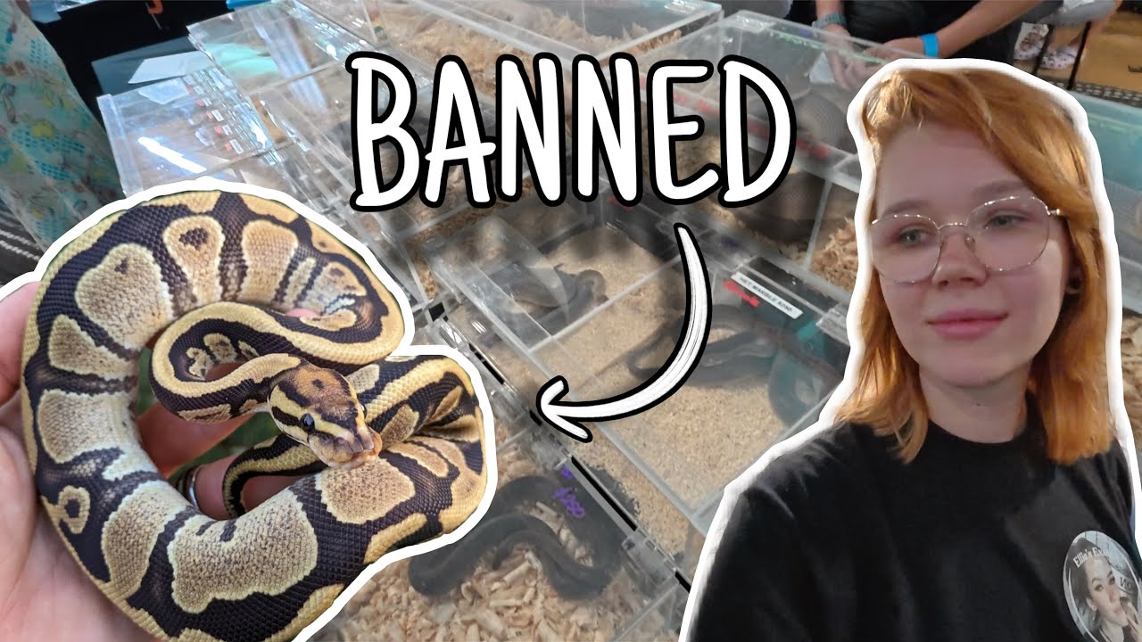 This Expo BANNED Ball Pythons... | Sydney Reptile Expos 2025