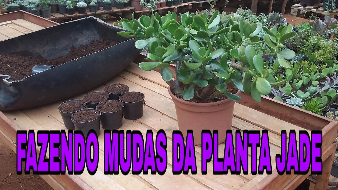 Fazendo mudas da Planta Jade