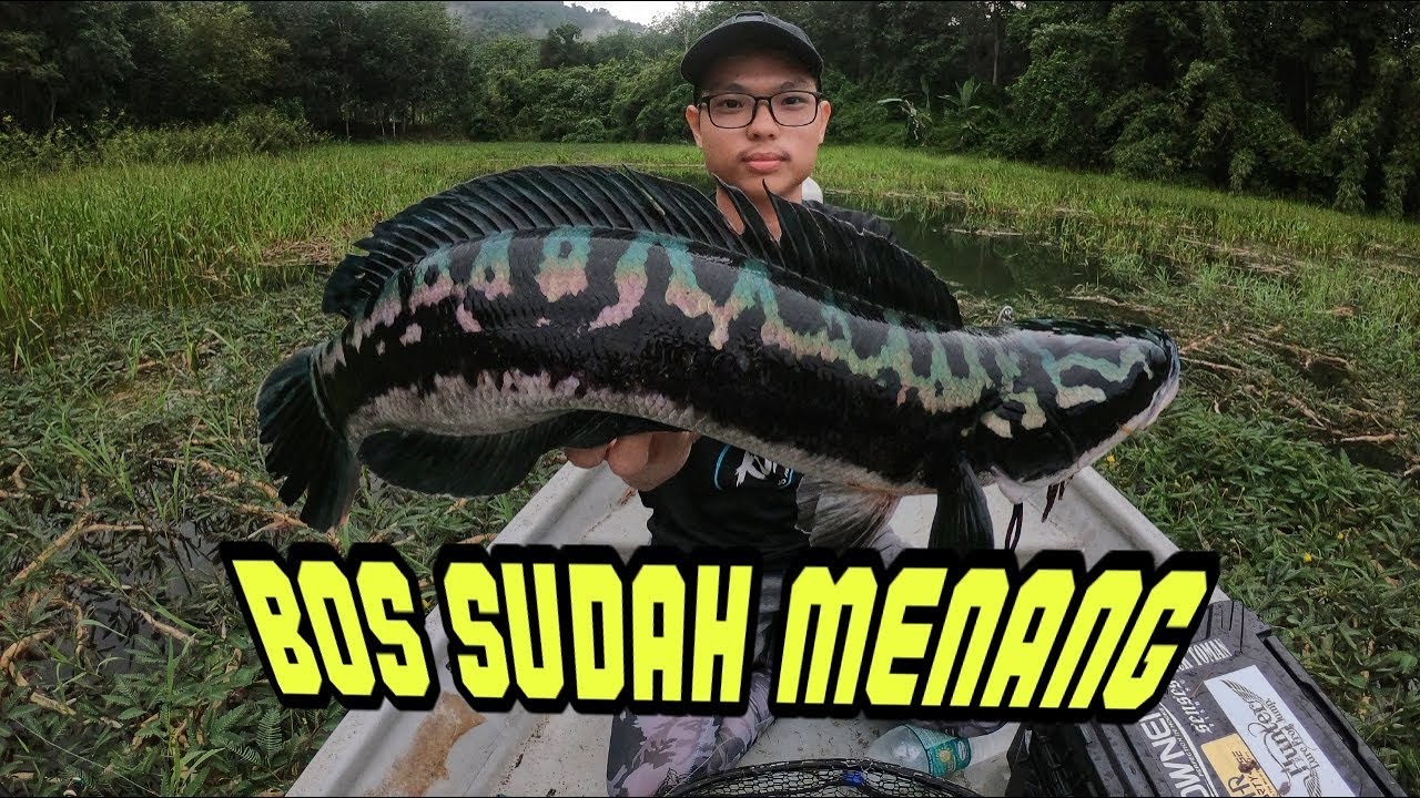 MAMA TOMAN TASIK BERIS MALAYSIA
