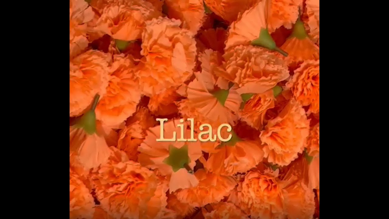 Carnation Flowers