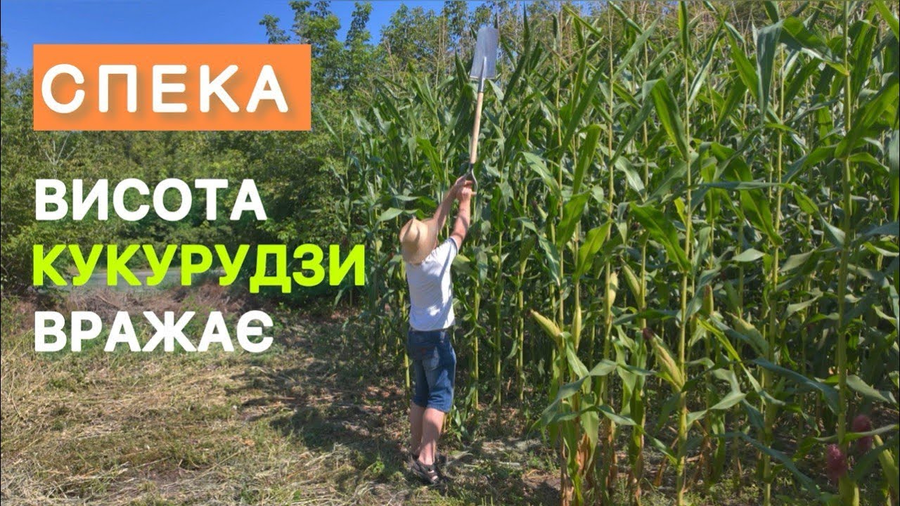 Як зараз виглядає кукурудза на полі у Михайла Войтовика