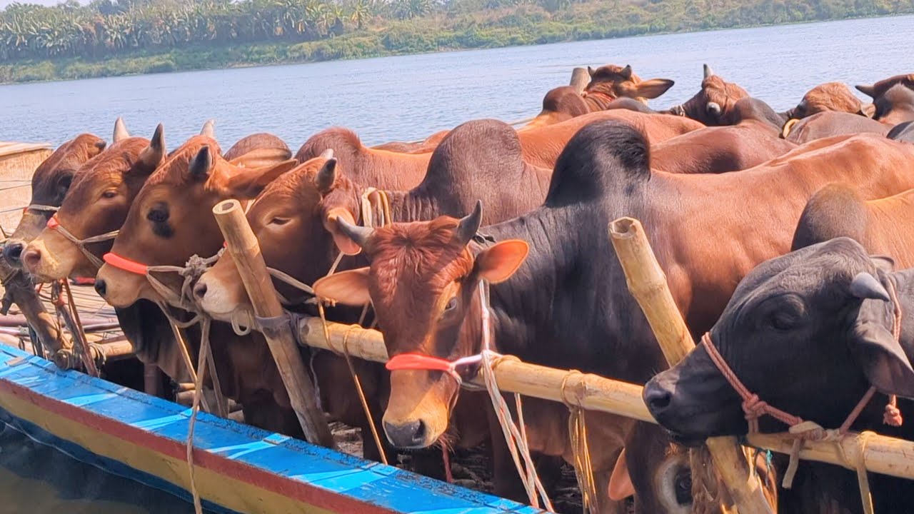 cow video, goru video, cow unloading, cow videos, animal, big cow,  hamba cow, Ep-04
