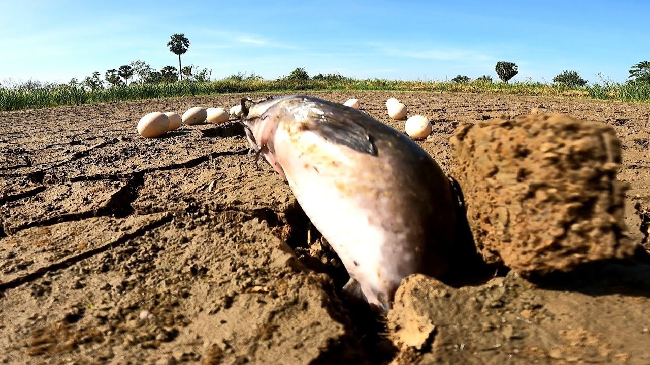 WOW mazing  ! Picking duck eggs will catch a lot of fish in the rice fields.