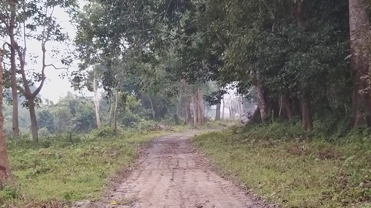 Rhino mating in Agoratoli range,  Kaziranga National Park  (Part 2)