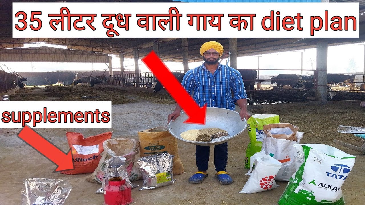 35 लीटर दूध वाली गाय का diet plan।Feed formula for dairy cow। feed kaise banaye। best company।