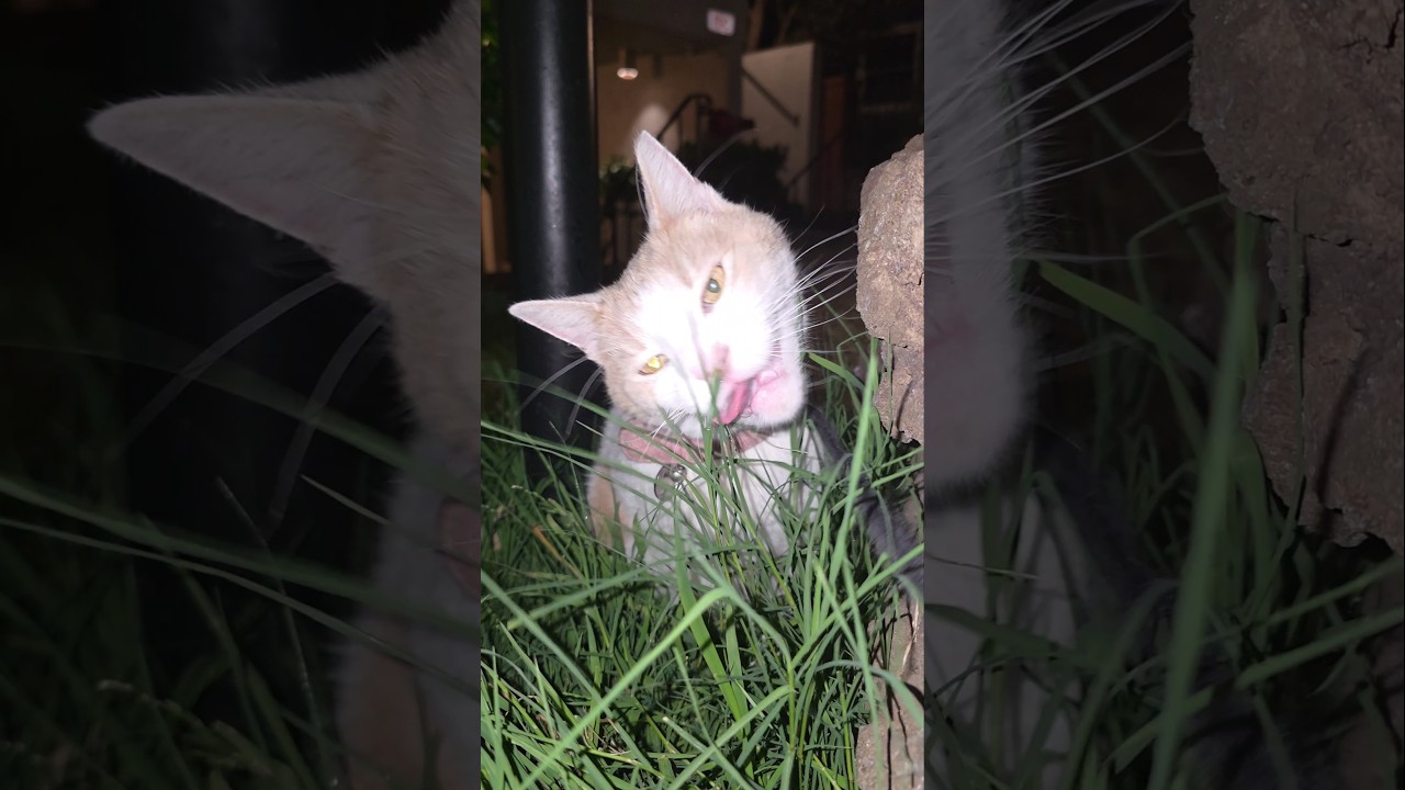 Beaker i jego ulubiony głaz 🪨😽❣️