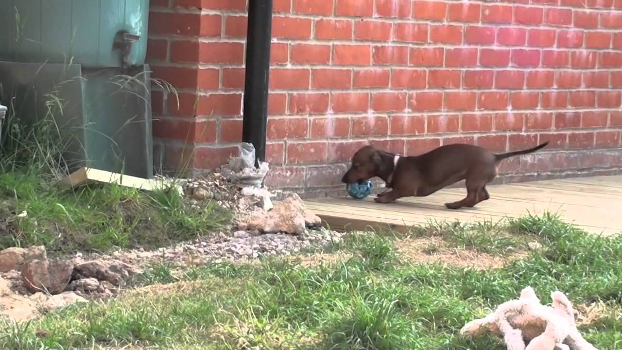 3 Mini Dachshunds - New Pool