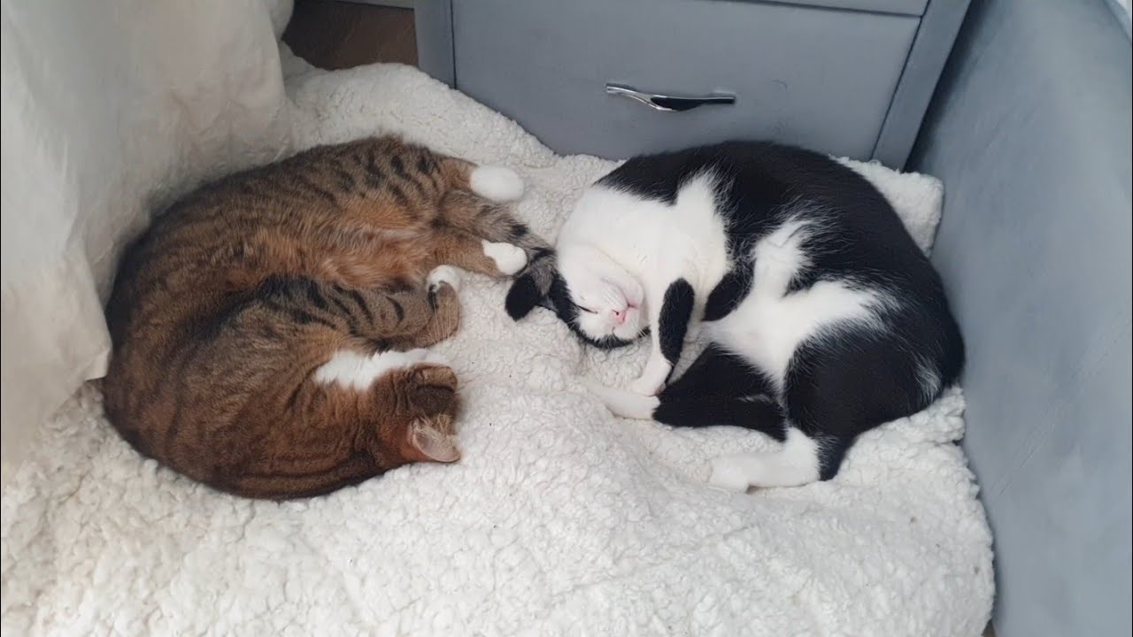 Намагався переконати котів лягти спати🐈🐈‍⬛