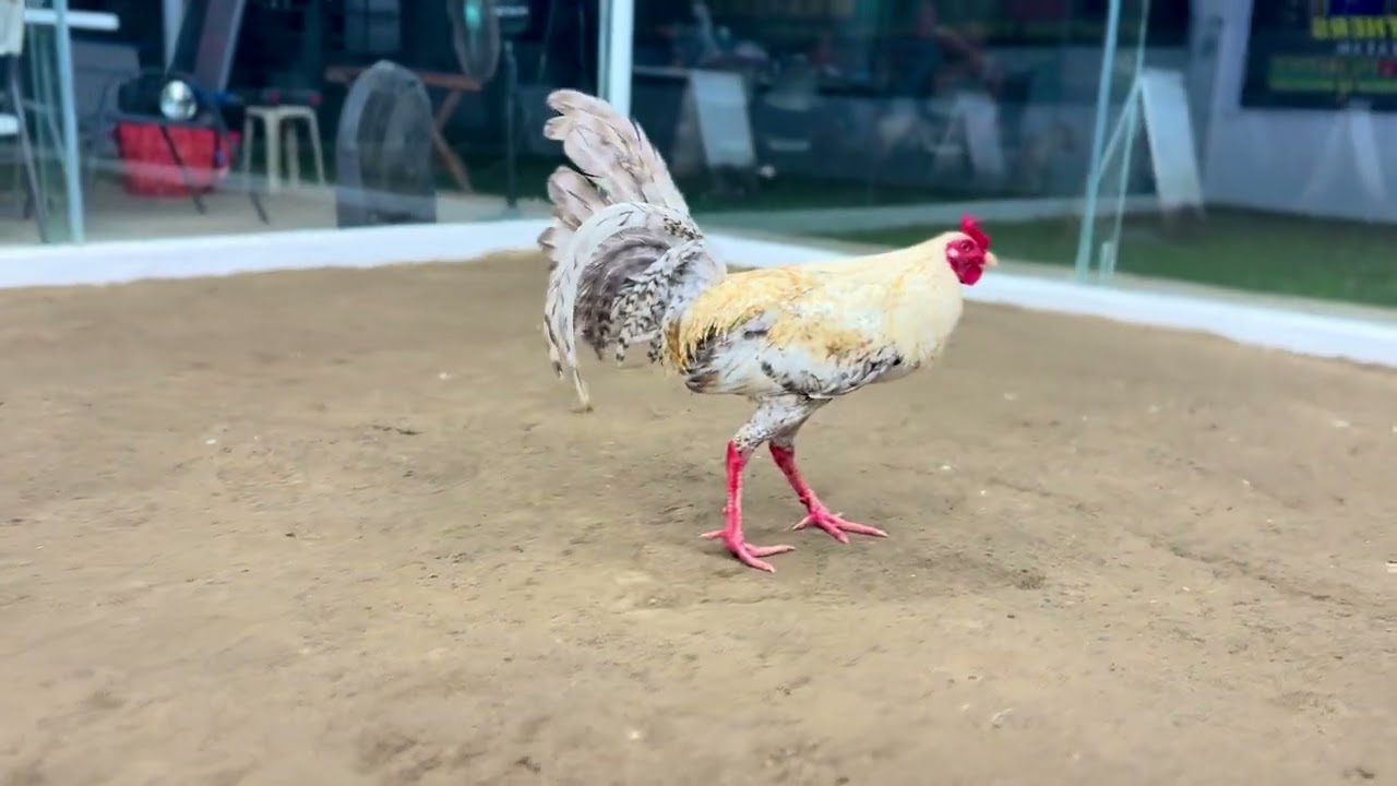 SUPER BULIK! #rooster #roosterfarm #chickenbreeds #freerangechickens #ayam 
