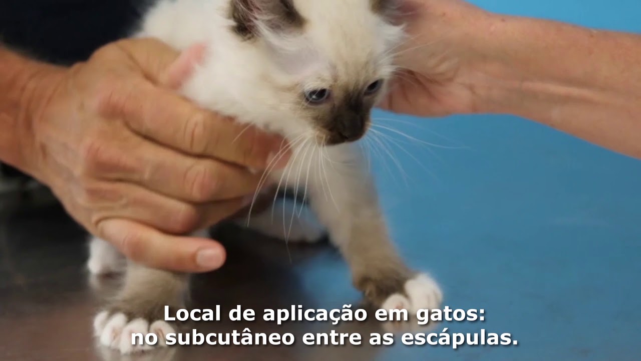 Como realizar a aplicação do microchip backhome em gatos