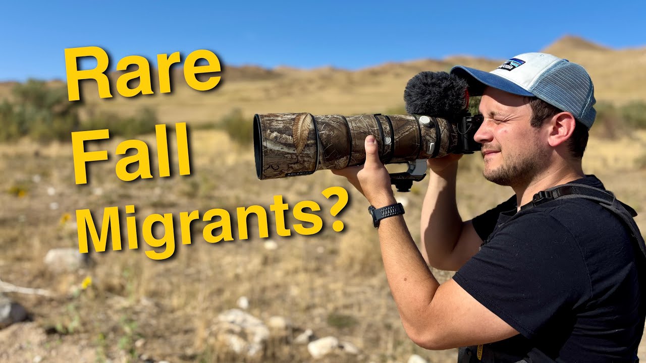 Can We Find Rare Fall Migrants?