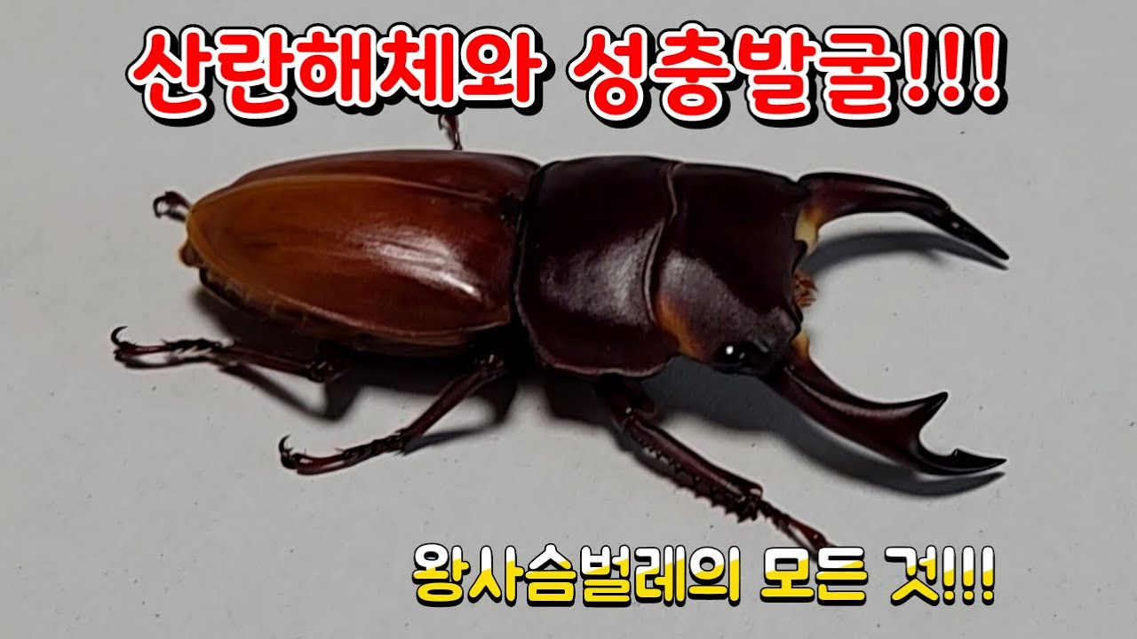 왕사슴벌레 어디까지 키워보셨나요???( ft.파밍충 언팔한 파이프)