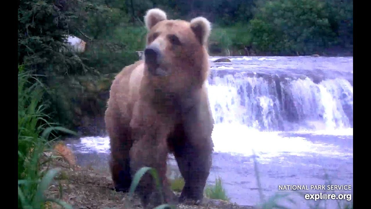 Grazer (128) enjoying Brooks Falls! Katmai Brown Bears. 23.30 / 21 June 2019