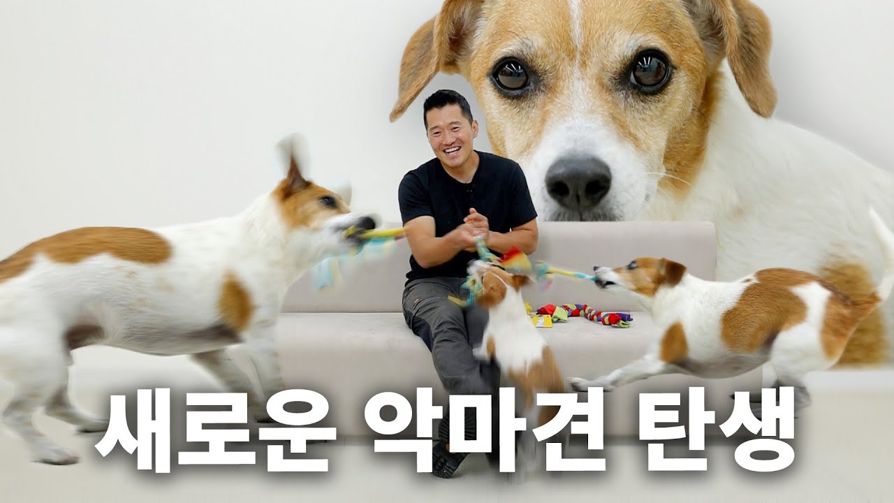 지랄총량 따위는 없는 무한체력 악마견 | 견종백과 잭 러셀 테리어편