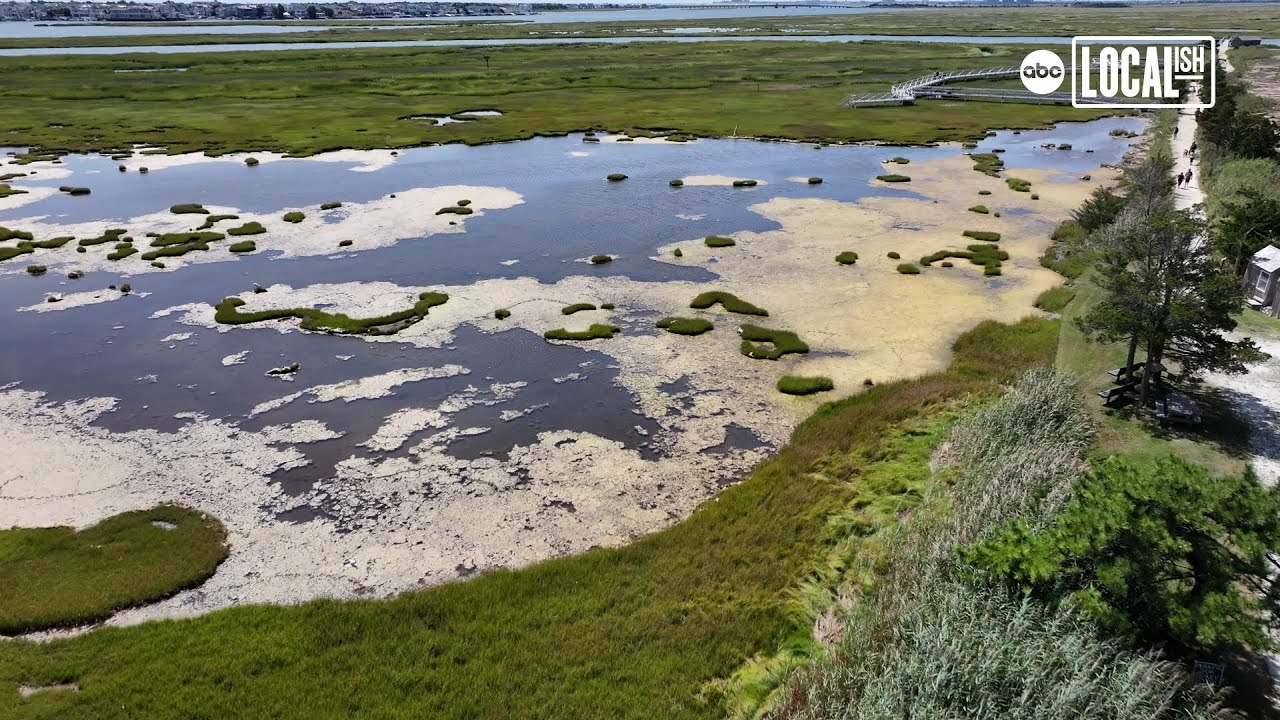 The Wetlands Institute: Preserving and Protecting the Wetlands and Coastal Ecosystems